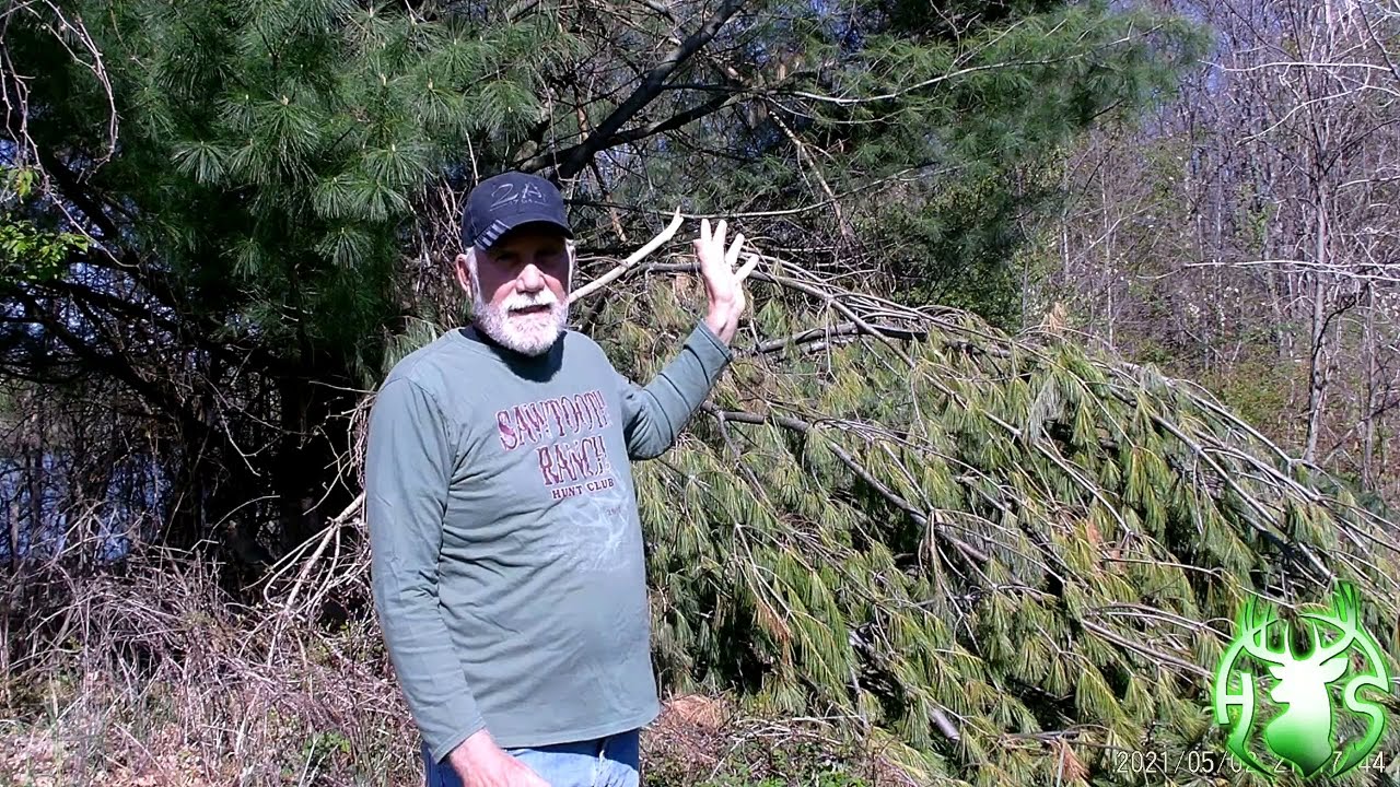 Should I plant White Pine or Spruce for screening & habitat?