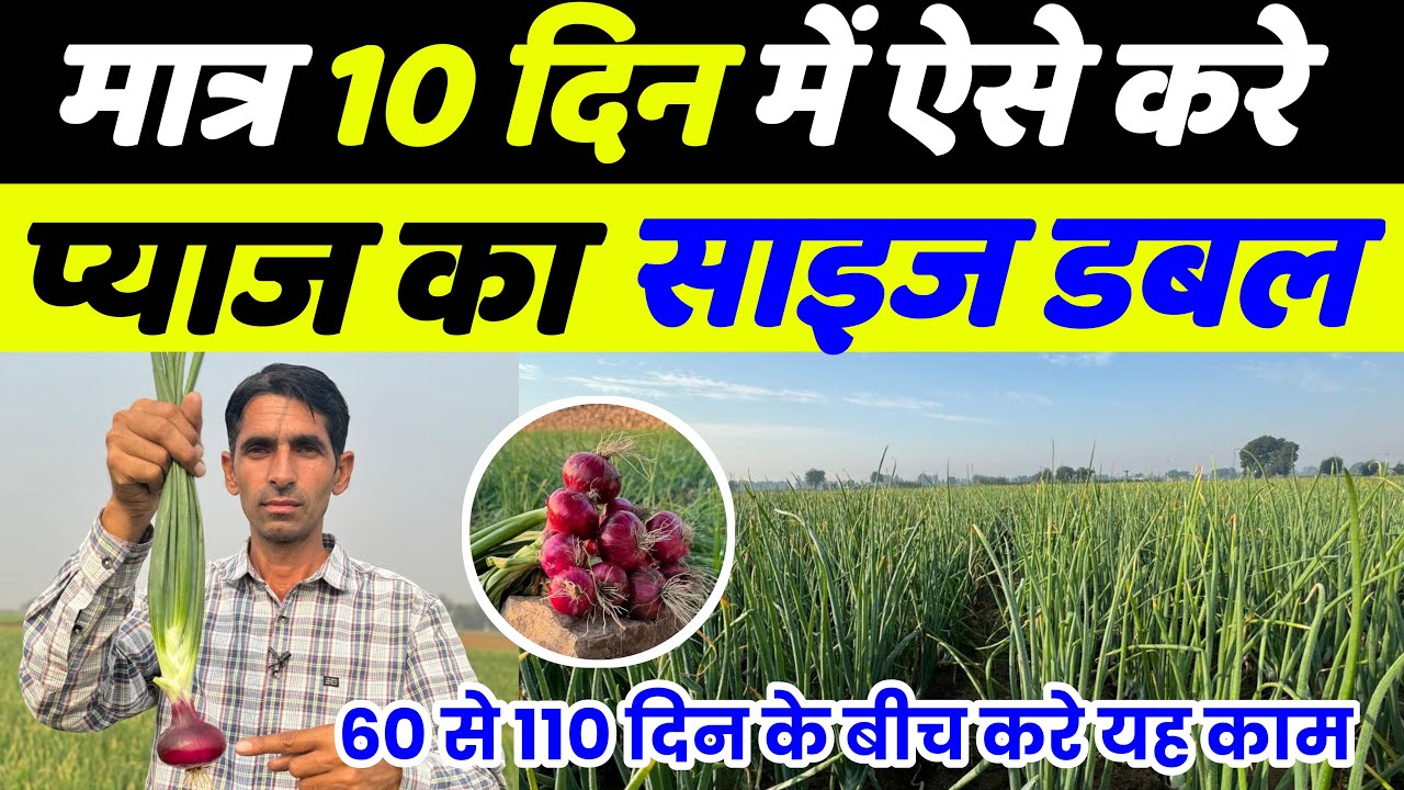 प्याज का साइज कैसे बढ़ाए | Pyaj me konsa khad dale | Pyaj me pilapan| Pyaj me thrips | Pyaj ki kheti