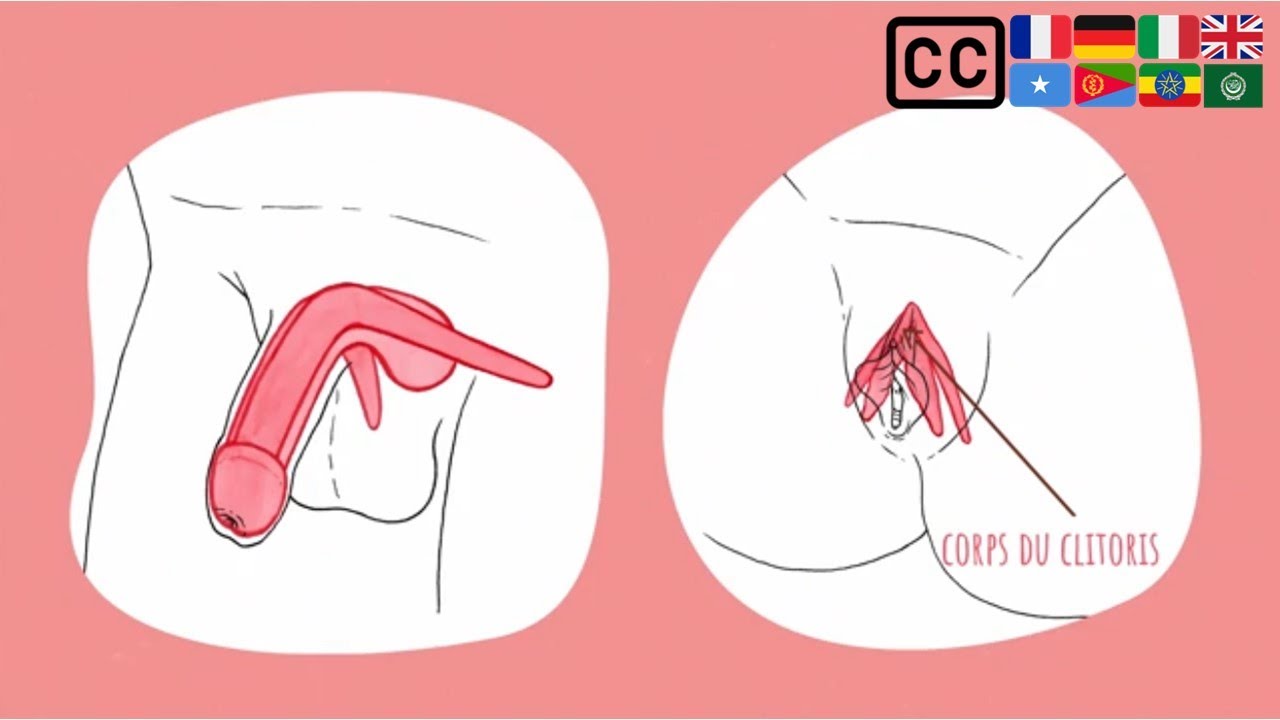 Génitalia - Sexe, anatomie et diversité