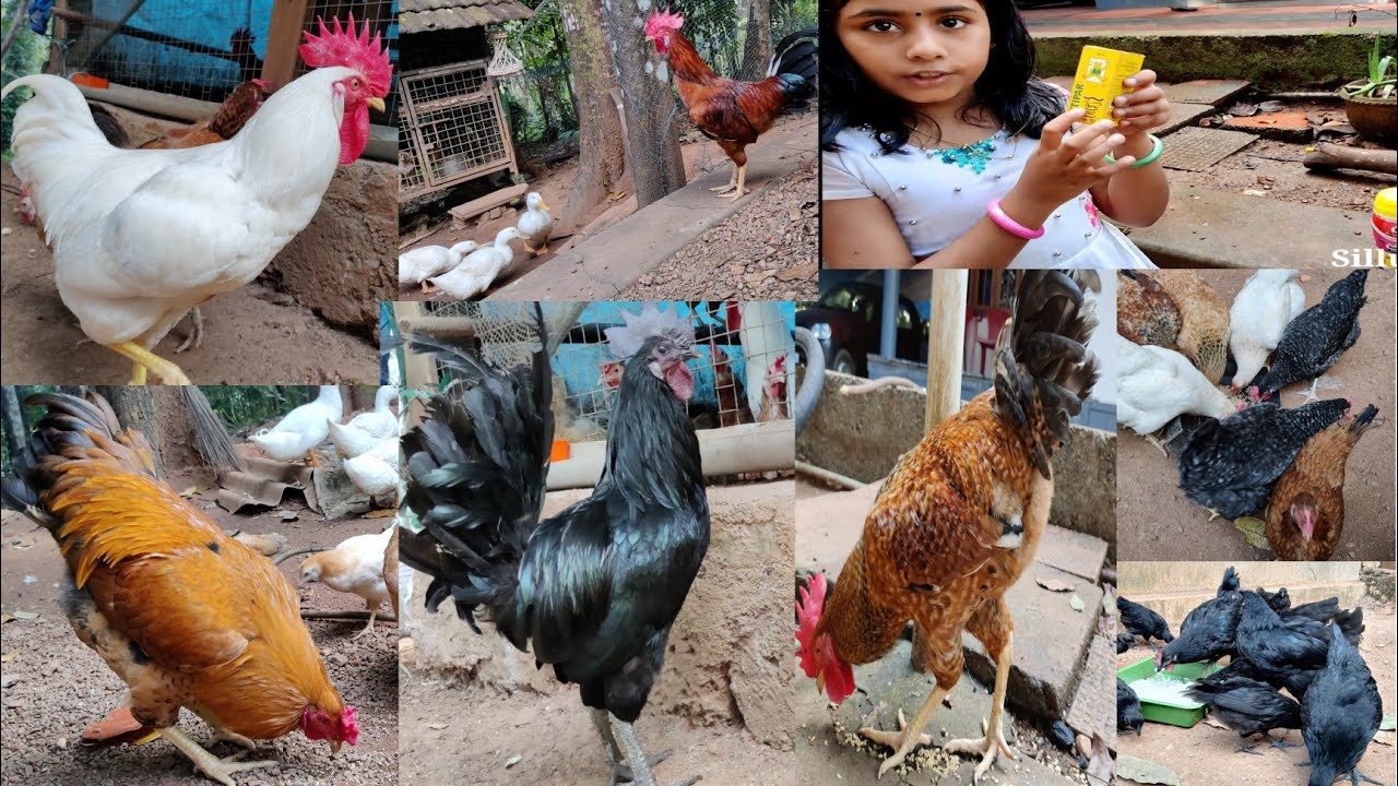 കോഴി താറാവ് വളർത്തൽ എങ്ങനെ ലാഭകരമാക്കാംനല്ലമുട്ട ലഭിക്കാൻ  എന്തോക്കെചെയ്യണംതീറ്റചിലവ് എങ്ങനെകുറക്കാം