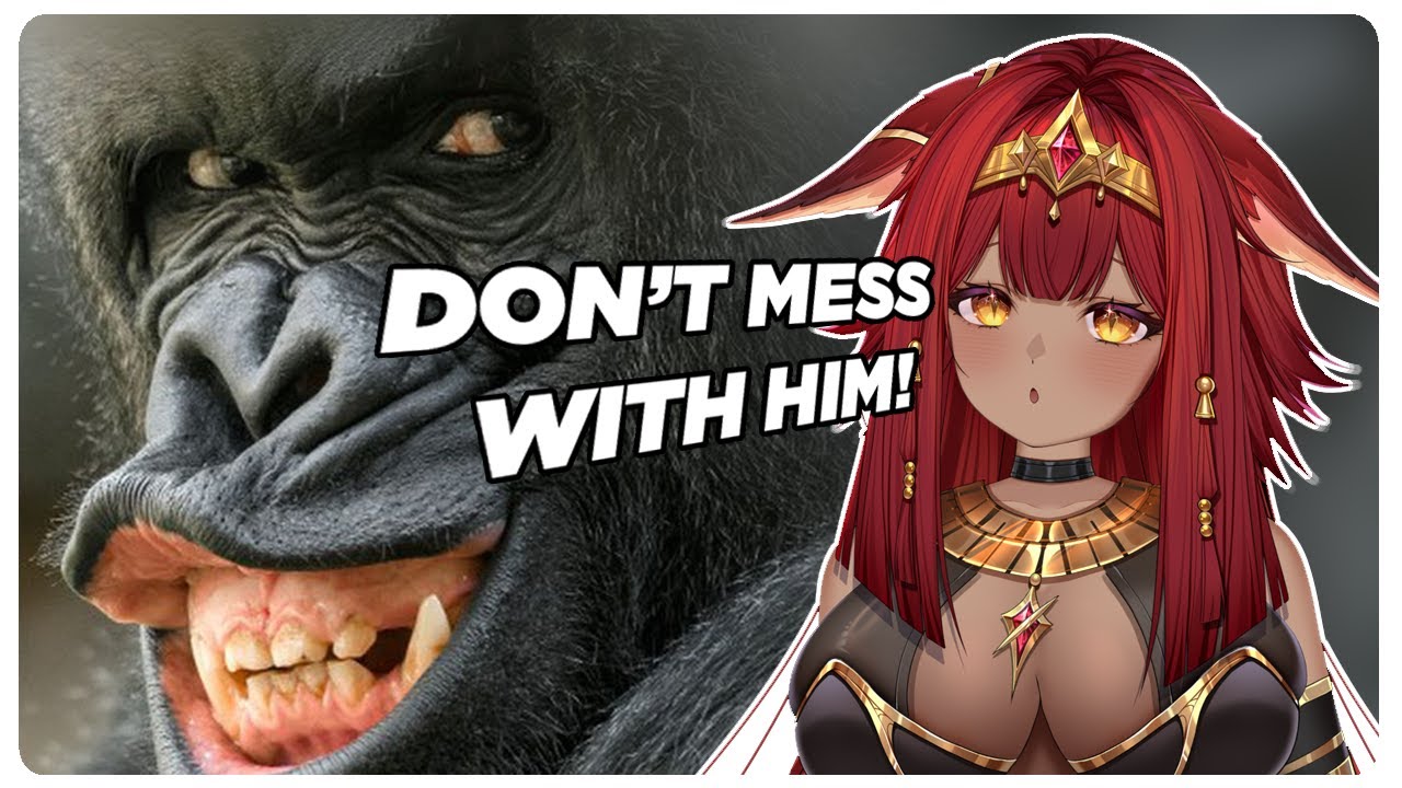 VTuber Reacts to More parz Australia Compilation… IT GOT WORSE! PART 1