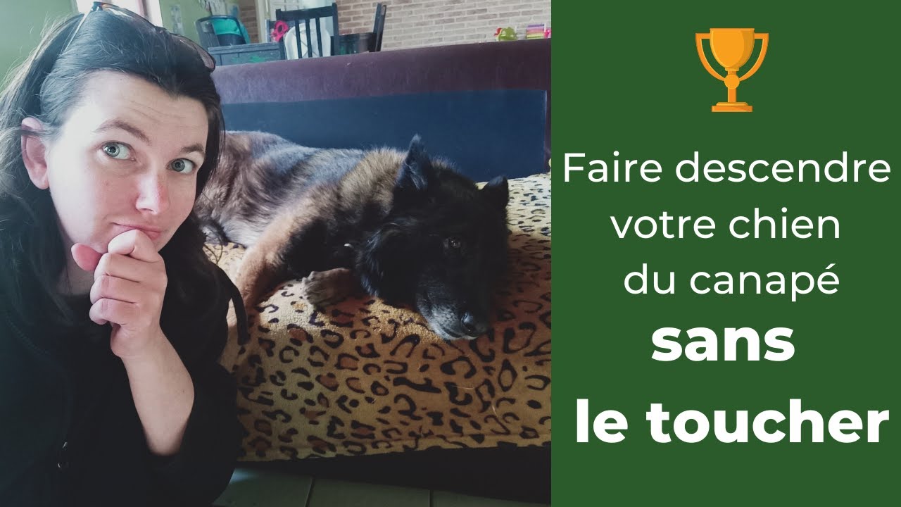Votre chien grogne dans le canapé ? 4 étapes pour qu'il descende SANS LE TOUCHER