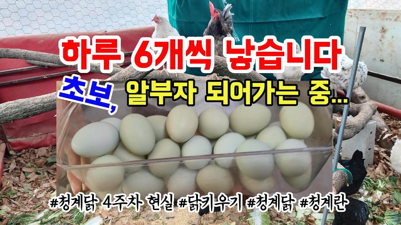 하루 6개씩 낳습니다. 초보, 알부자 되어가는 중! #청계닭 4주차 현실 #닭키우기 #청계닭 #청계란