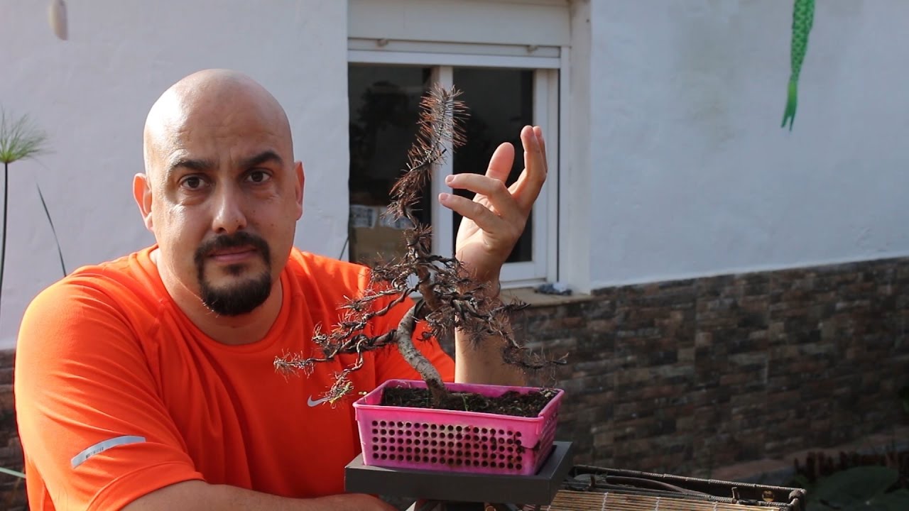 Bonsai Zero Pino - MUERTO!!!