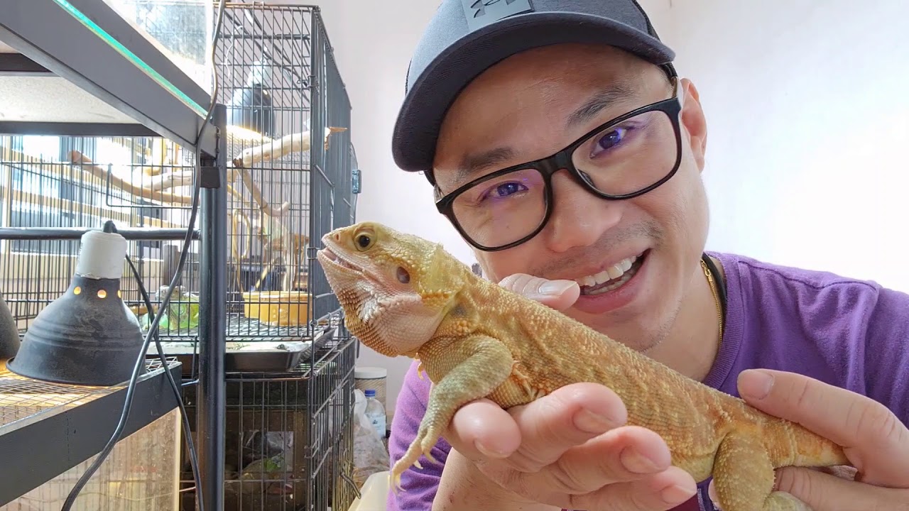 鬃狮蜥蜴篇 🦎🦎