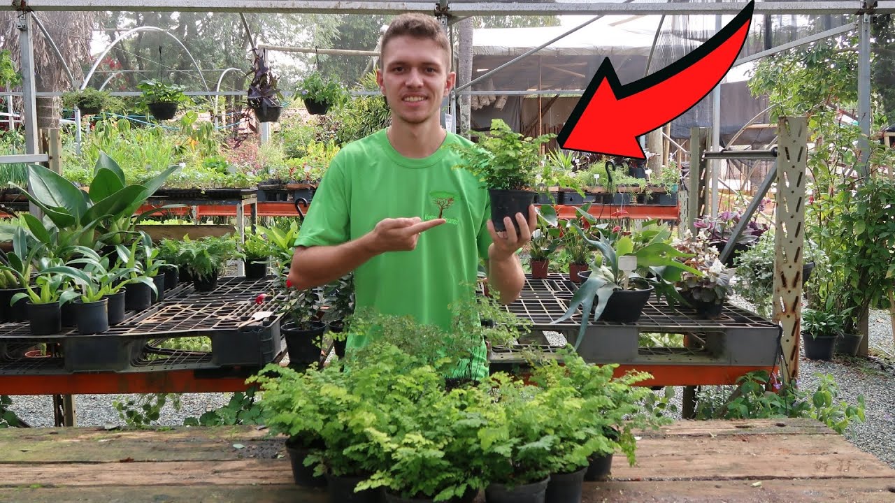 COMO PLANTAR E FAZER MUDAS DE AVENCA | (SEM ERROS) RÁPIDO, SIMPLES E FUNCIONAL.
