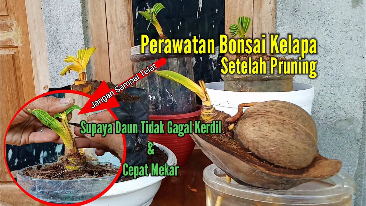 Perawatan Bonsai Kelapa Setelah Pruning #bonsaikelapa #perawatanbonsaikelapa #pruning