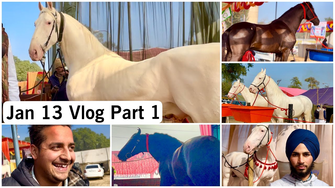 Muktsar Horse Fair Jan 13, 2024 Vlog Part 1 मुक्तसर मेला २०२४