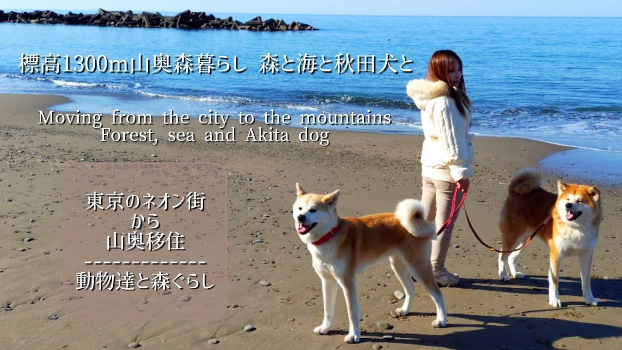 標高1300ｍ山奥森暮らし 森と海と秋田犬と
