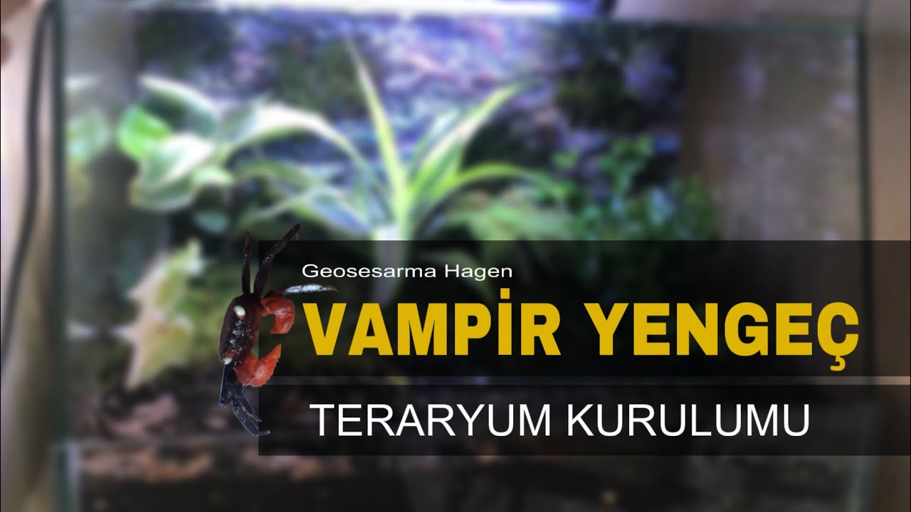 Vampir Yengeç Teraryum Kurulumu | Vampire Crab Bioactive Terrarium