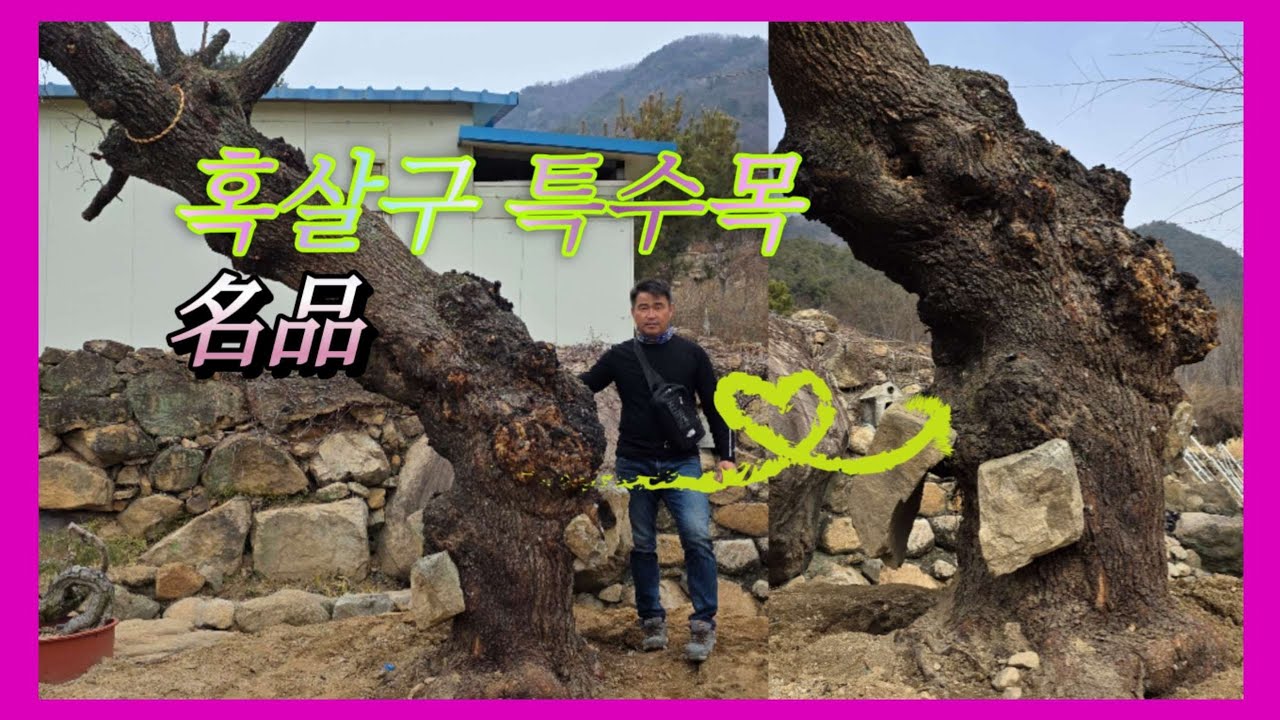 991번 #살구나무 {{{판매중}}} 名品 혹살구 특수목 소재  끌림이 있는 혹살구 소장하세요/판매가격은 더보기란에