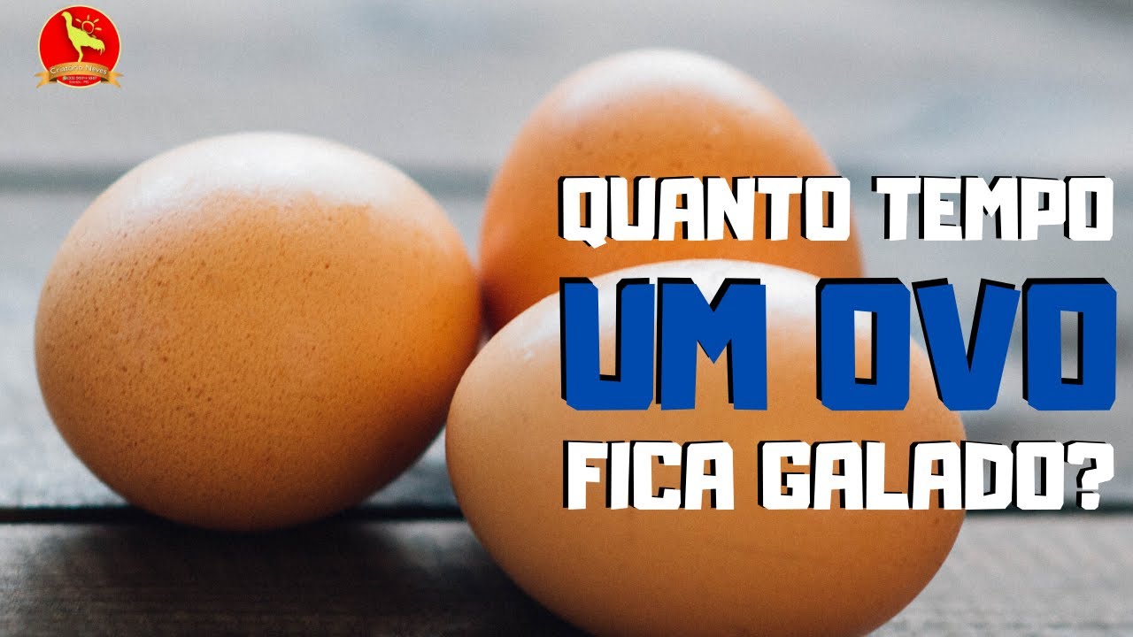 Por quanto TEMPO um OVO fica galado, depois que o GALO cruza com a GALINHA?