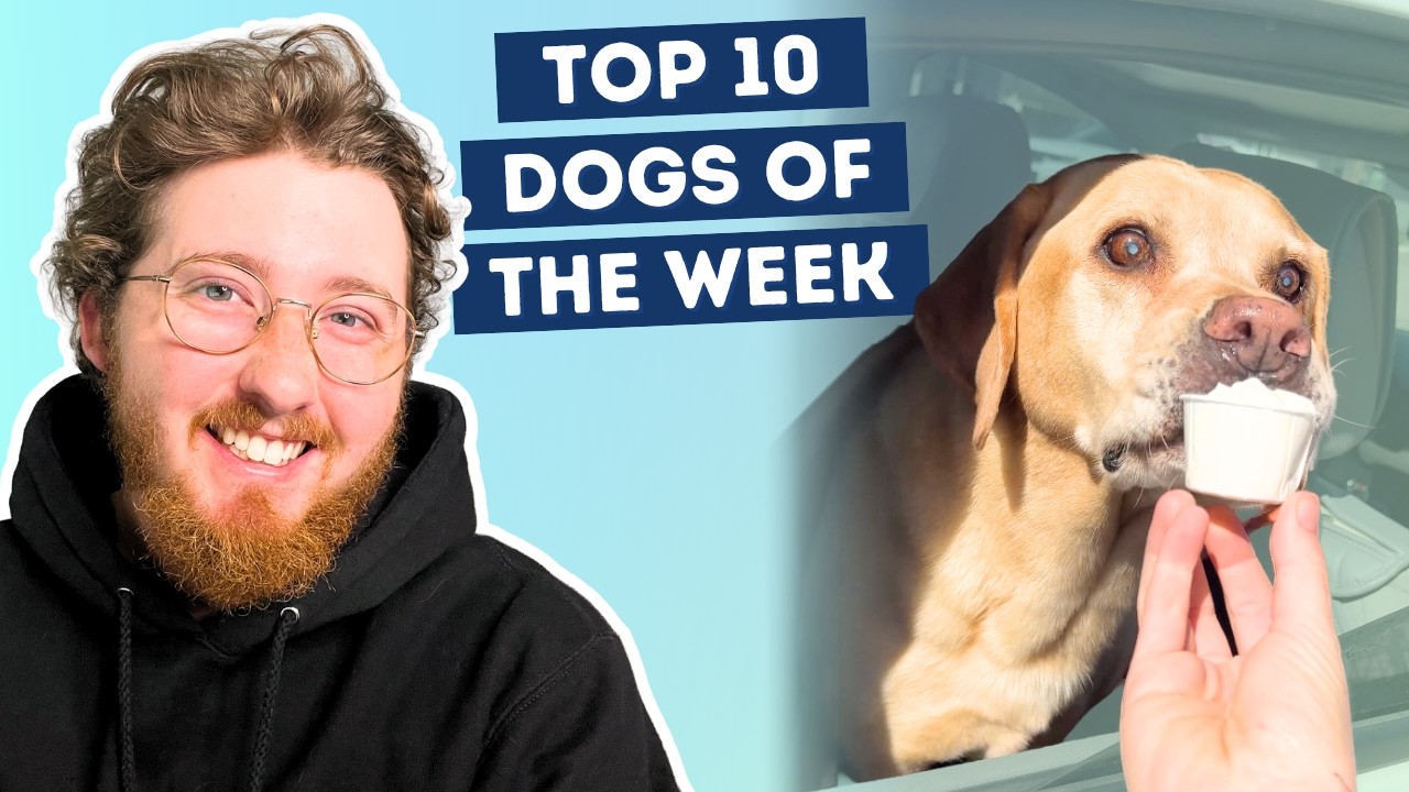 Human Surprises Blind Dog With Pup Cup