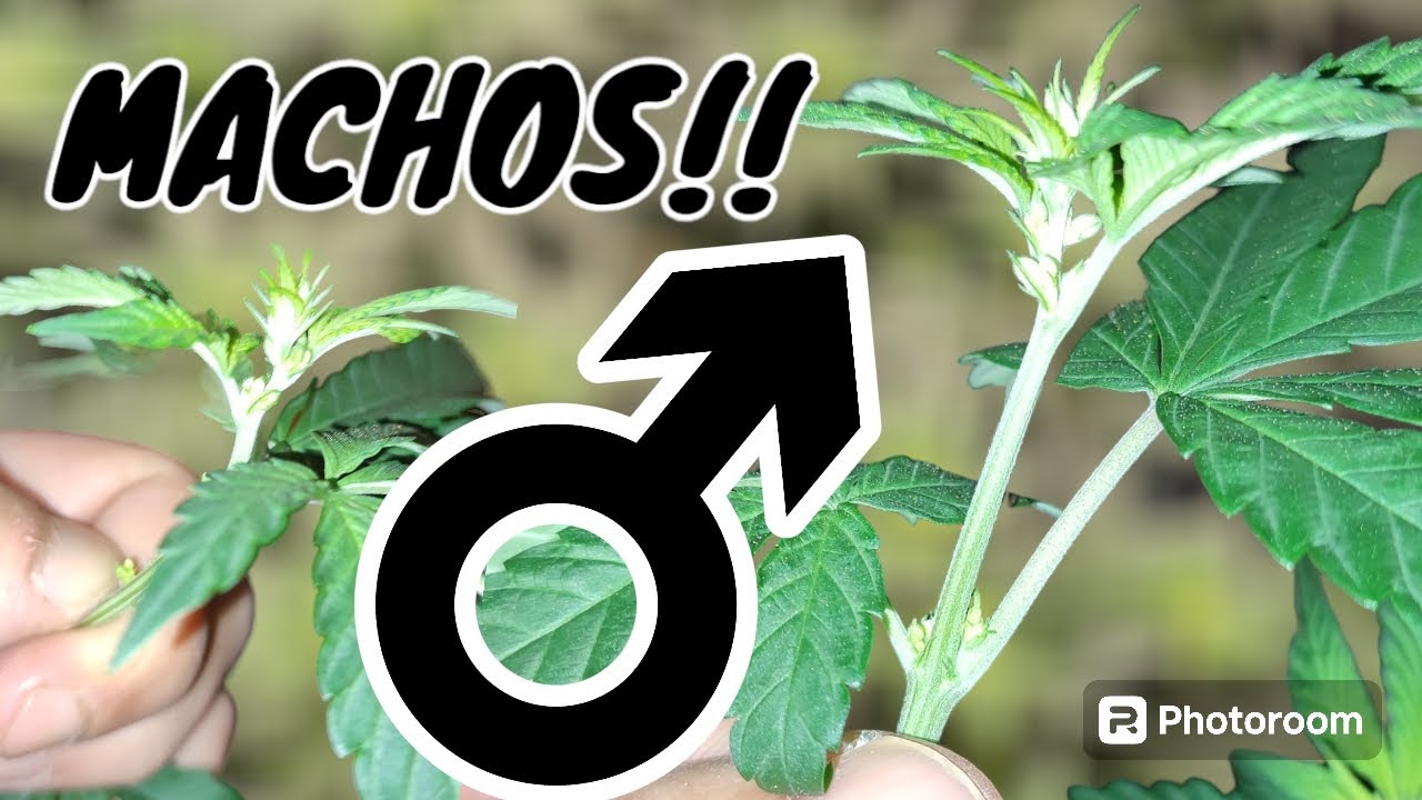 DESCUBRIMOS MACHOS EN LA SALA DE FLORA! 🌱