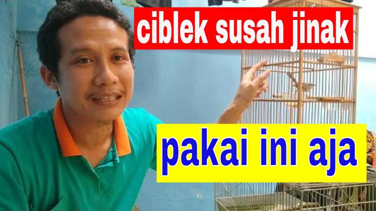 cara menjinakan ciblek yang susah jinak dengan hal ini