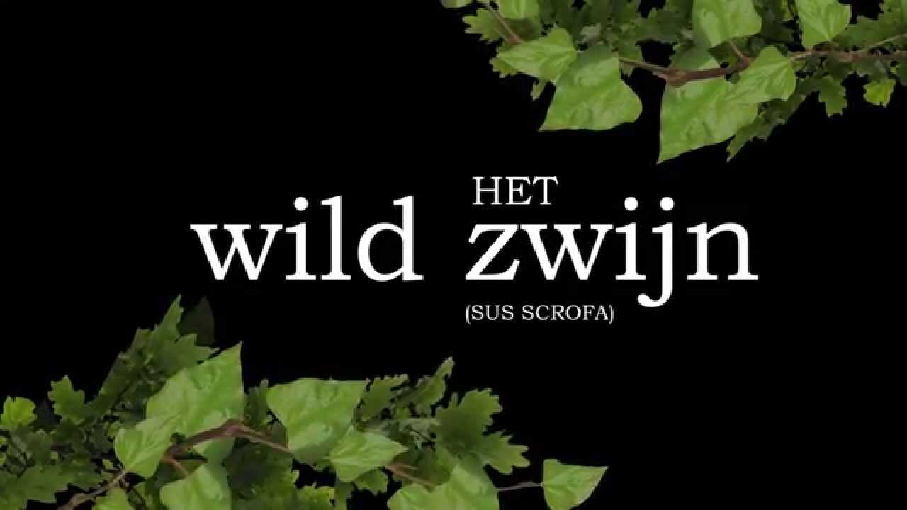 Het wild zwijn