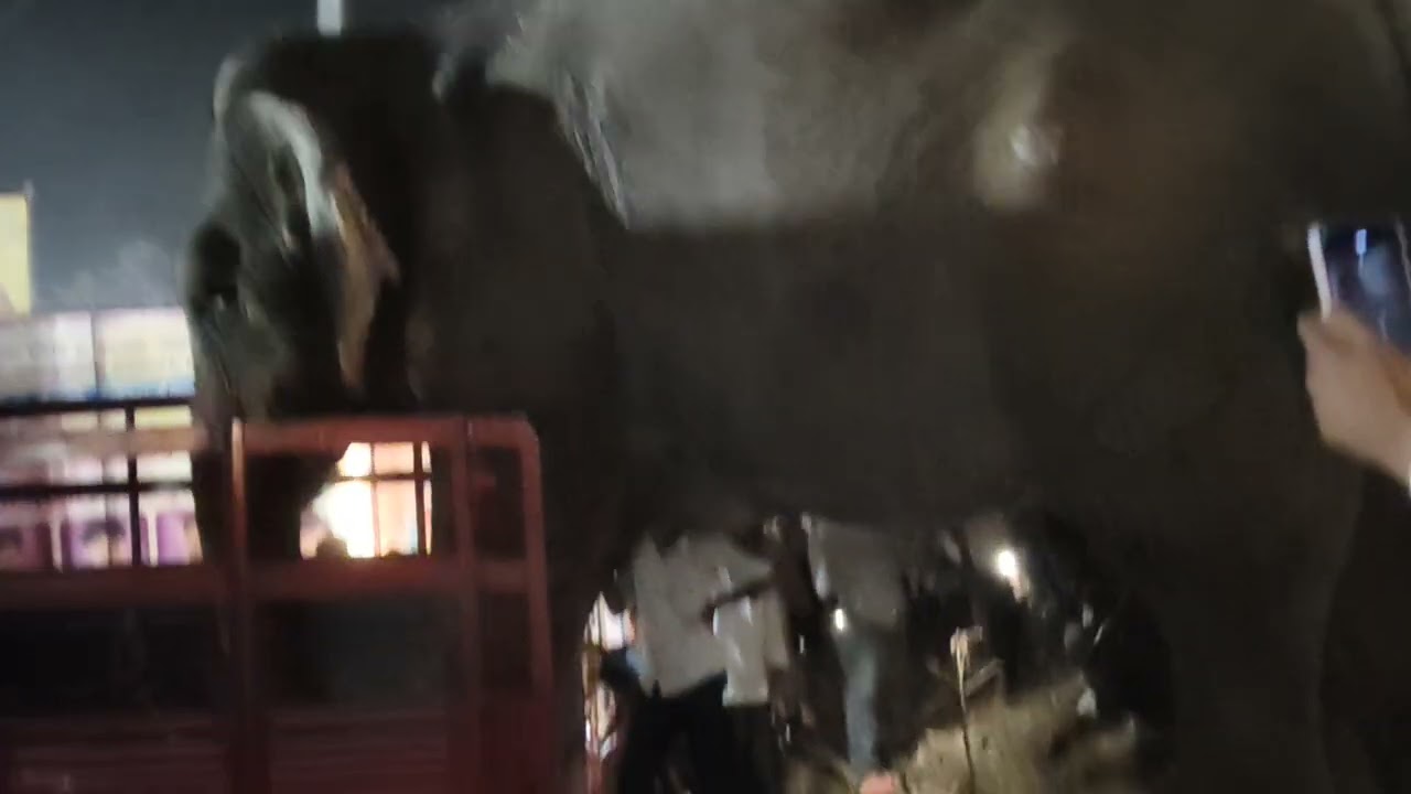 ಆನೆ ಟ್ರಕ್ನಲ್ಲಿ ಏರುವುದು 