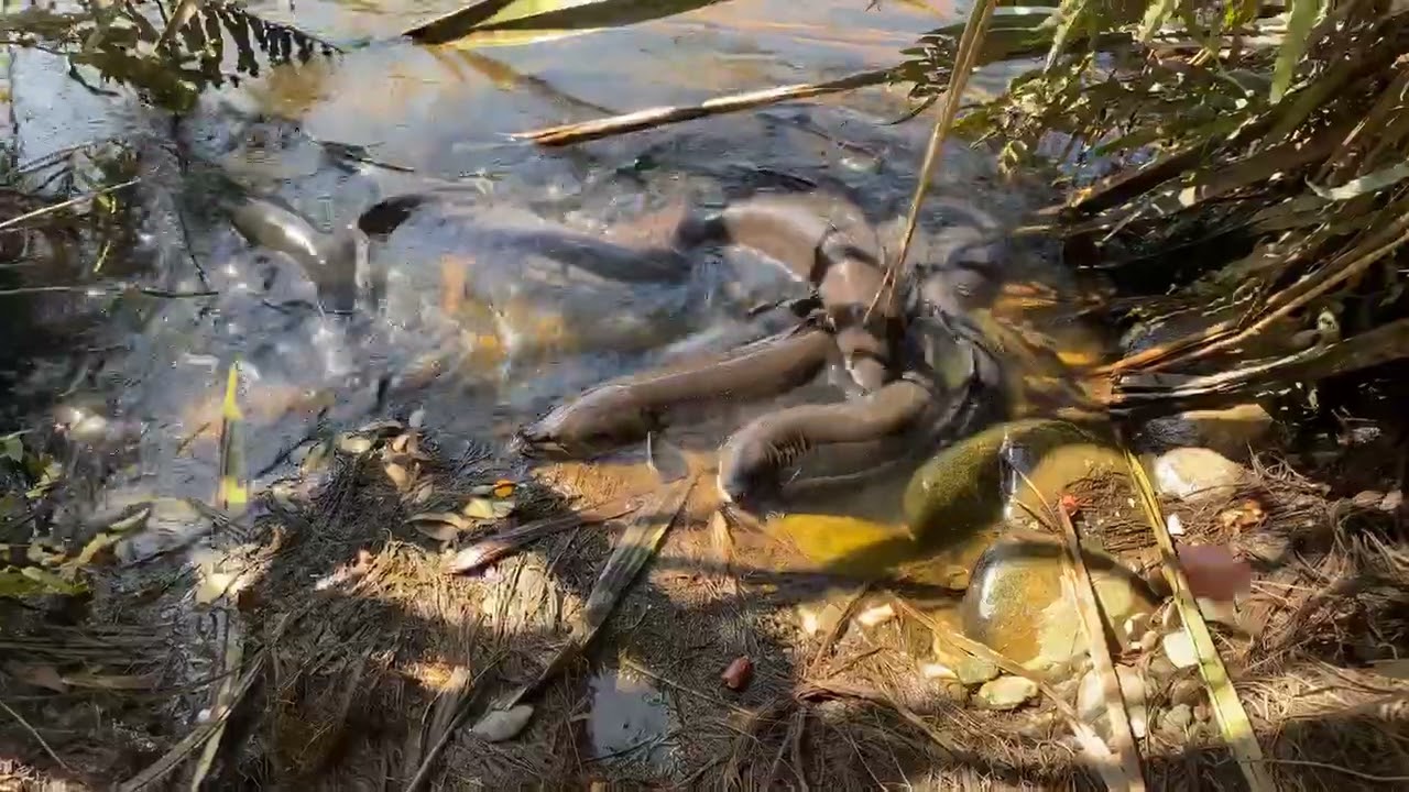 Feeding the river eels in Hokatika, New Zealand