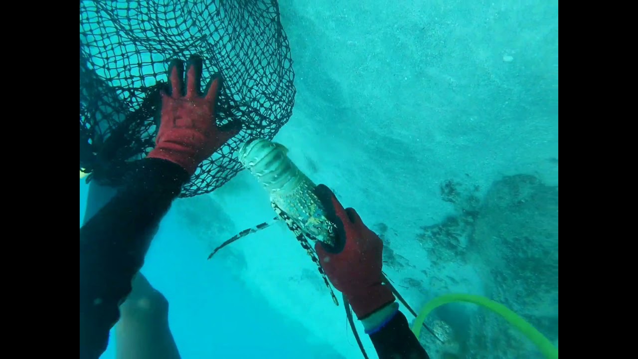 Crayfishing In the Torres strait 🦐