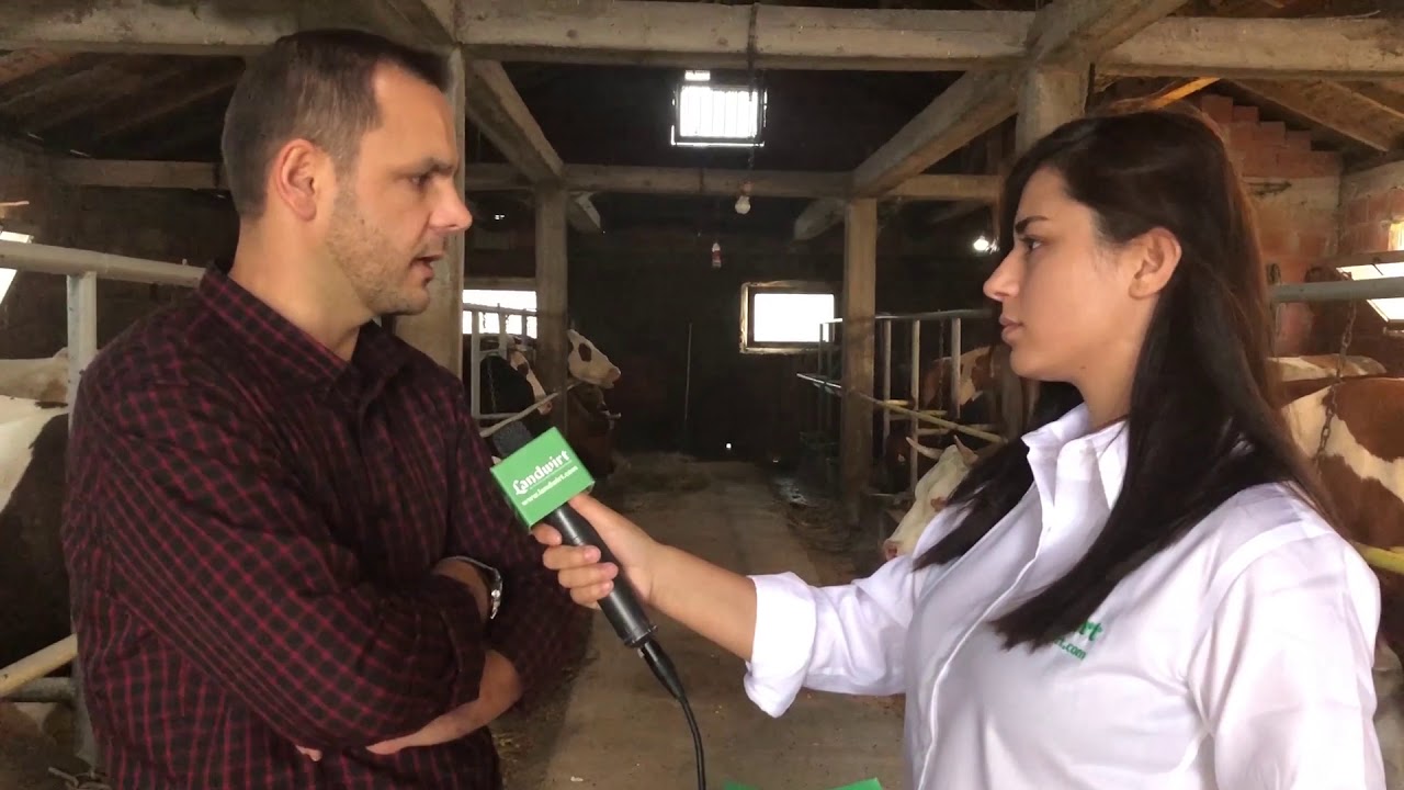 Estrusi (afshi) te lopët dhe mështjerrat