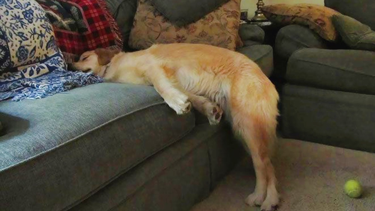 When Playtime Drains All Dog Energy 🤣 Funniest Tired Dogs Video 2025