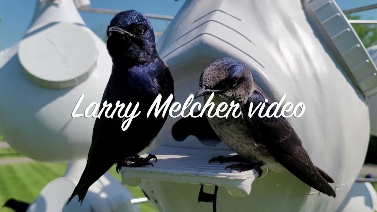 The best Purple Martin gourd   HD 1080p