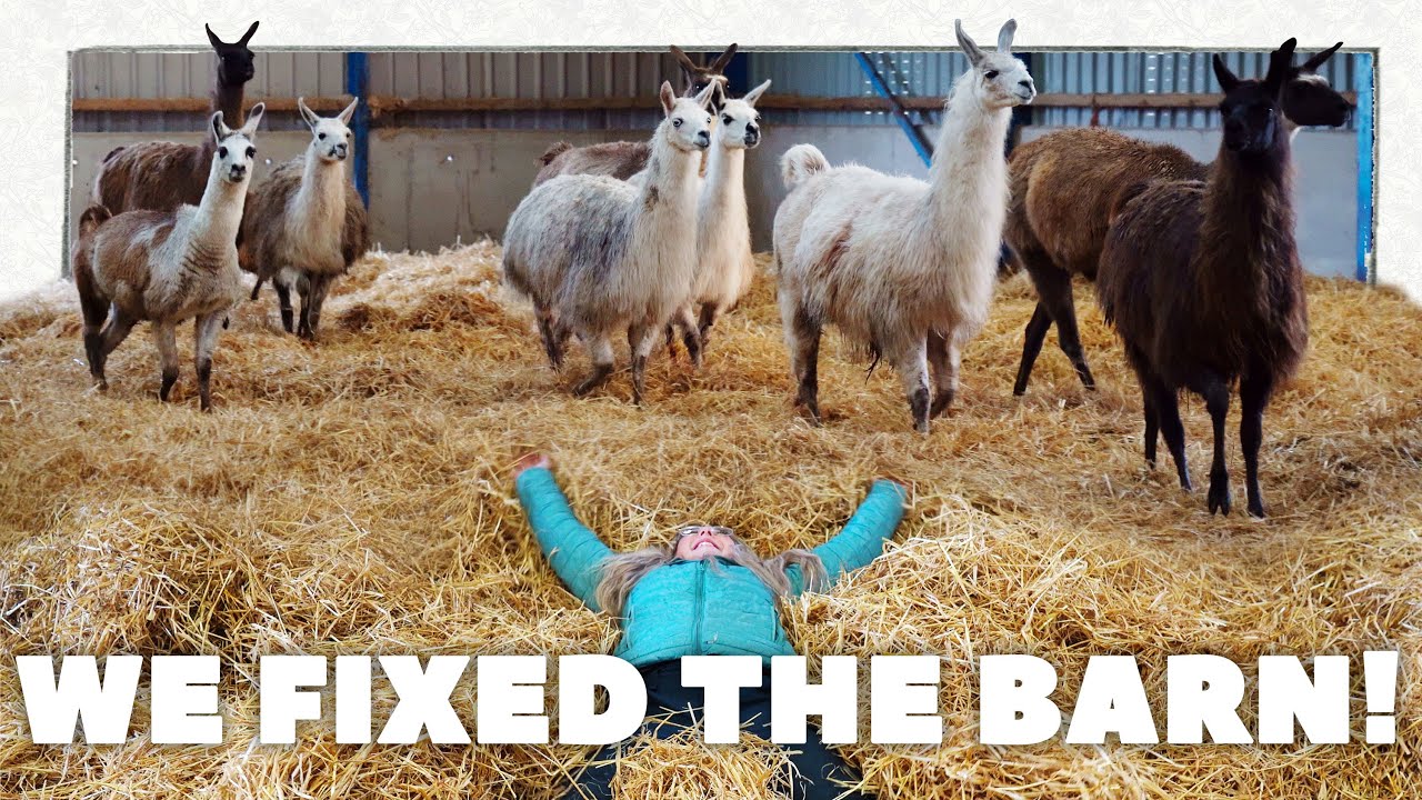 You've only barn and done it! | The Barn is Fixed 🦙