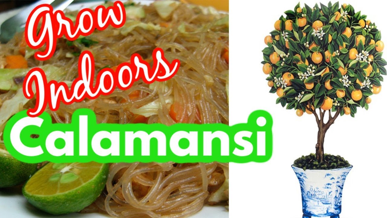 Growing Calamansi Indoors | Hydroponic DWC Citrus