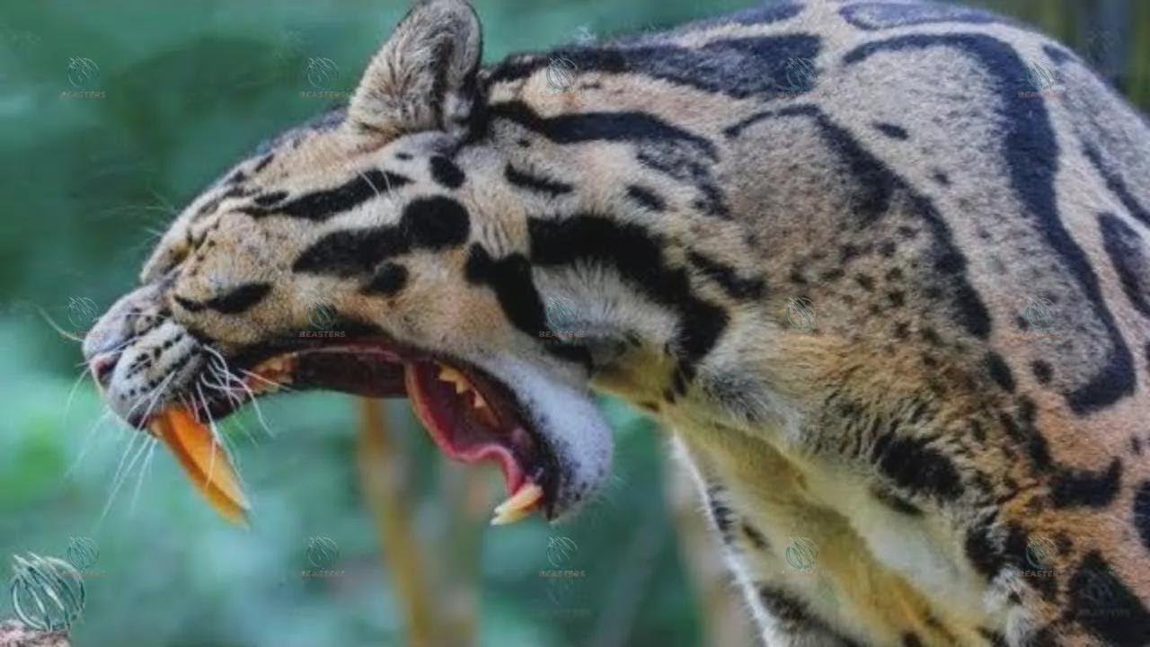 🌿 Nebelparder: Leben Säbelzahntiger doch noch unter uns? 🐯