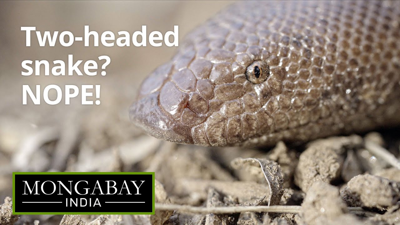 A harmless snake trapped in illegal trade and superstitions | Mongabay-India x ALT EFF