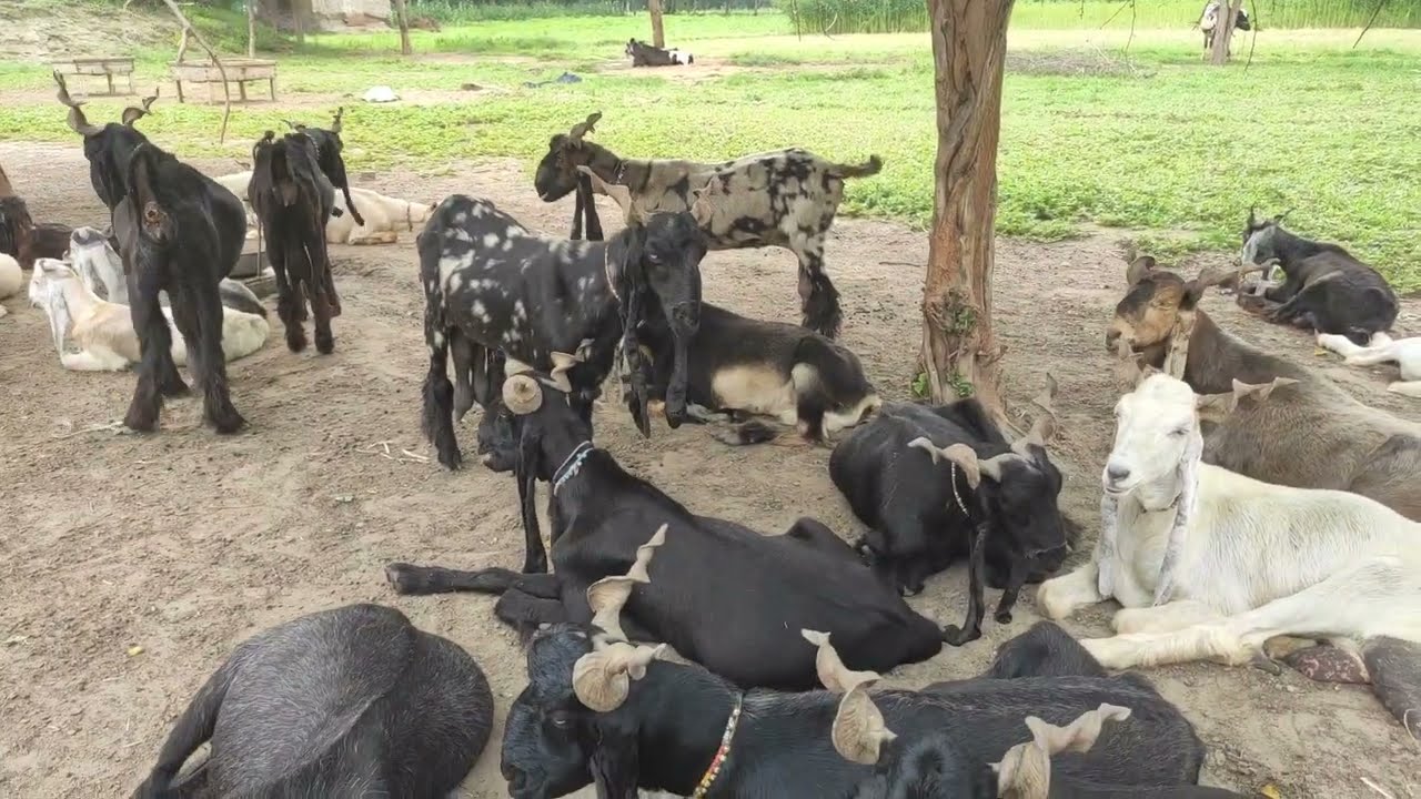 DDP Famous Goat Breed For Sale