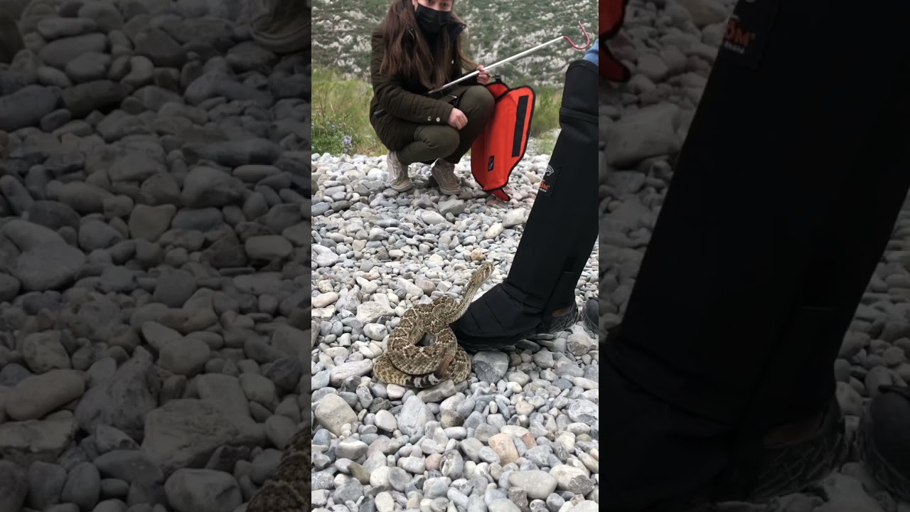 Helping with Snake Bite test polaina #shorts