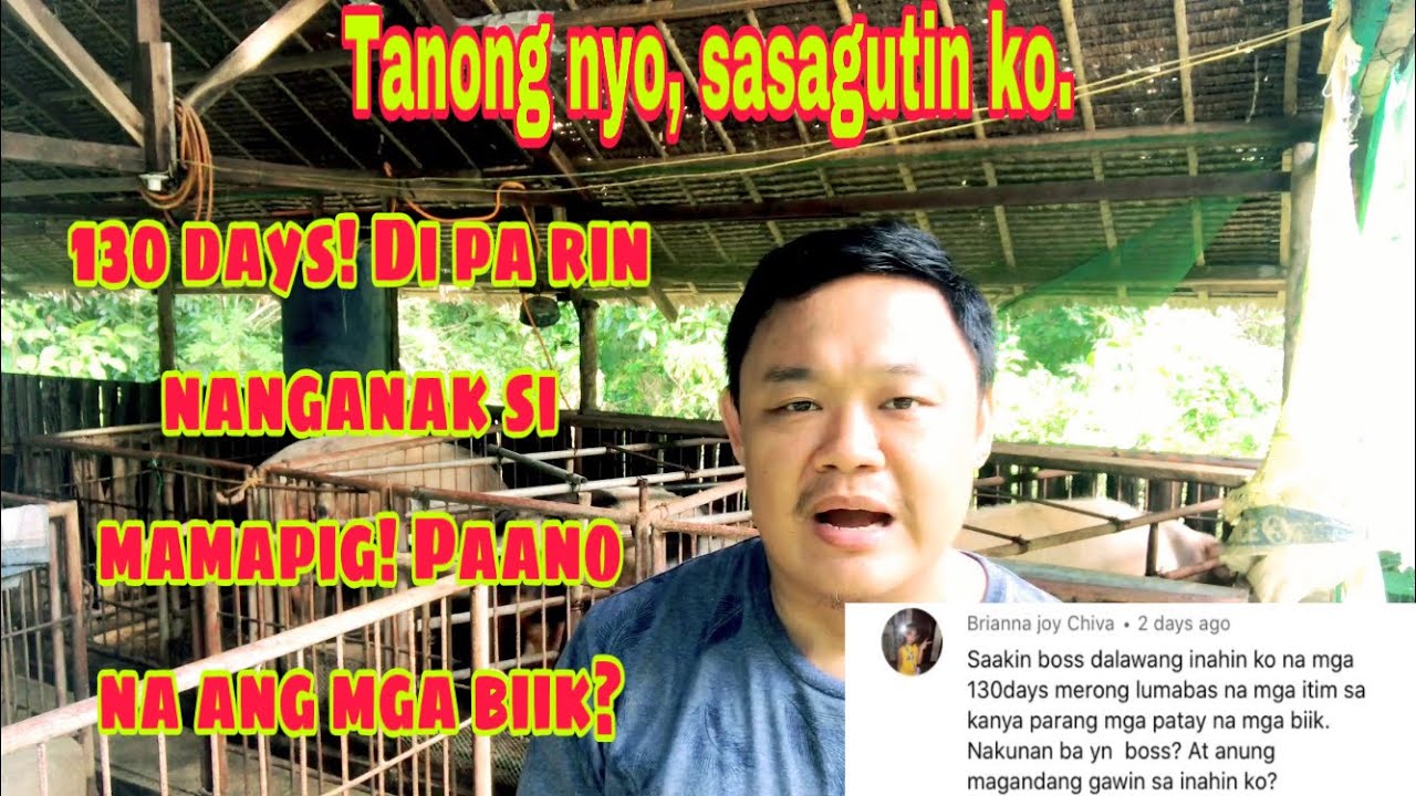 Ilang araw o buwan manganak ang buntis na inahing baboy | Ryan Patenio