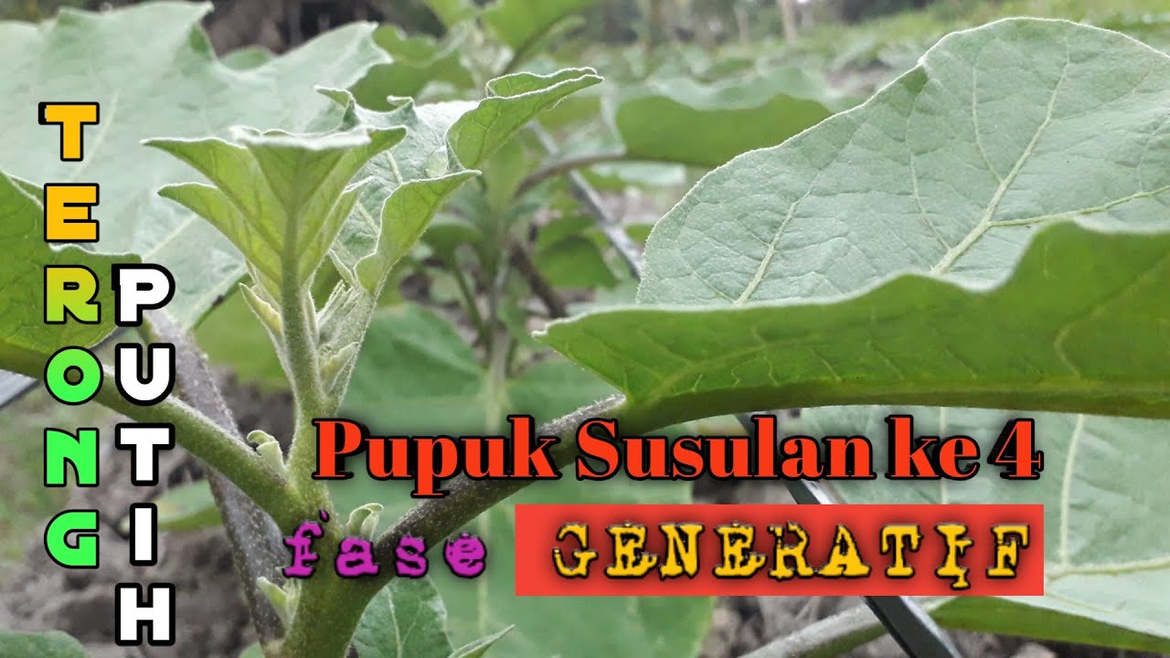 Pemupukan Terong Putih yang Ke 4 di Usia 28 HST | Fase Generatif