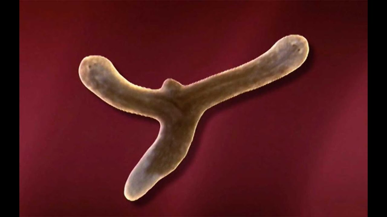 Planarian Regeneration and Stem Cells | HHMI BioInteractive Video