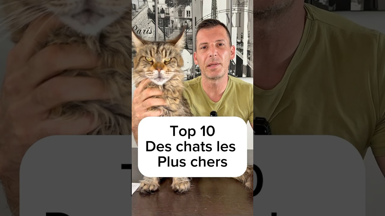 Top 10 des chats les plus cher au monde