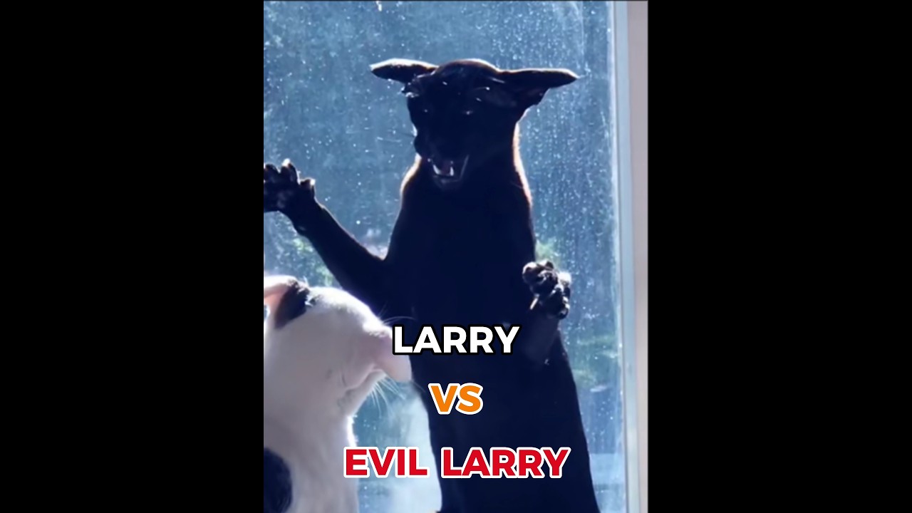 Larry vs Evil Larry #cats #memes #larry #evillarry #shorts