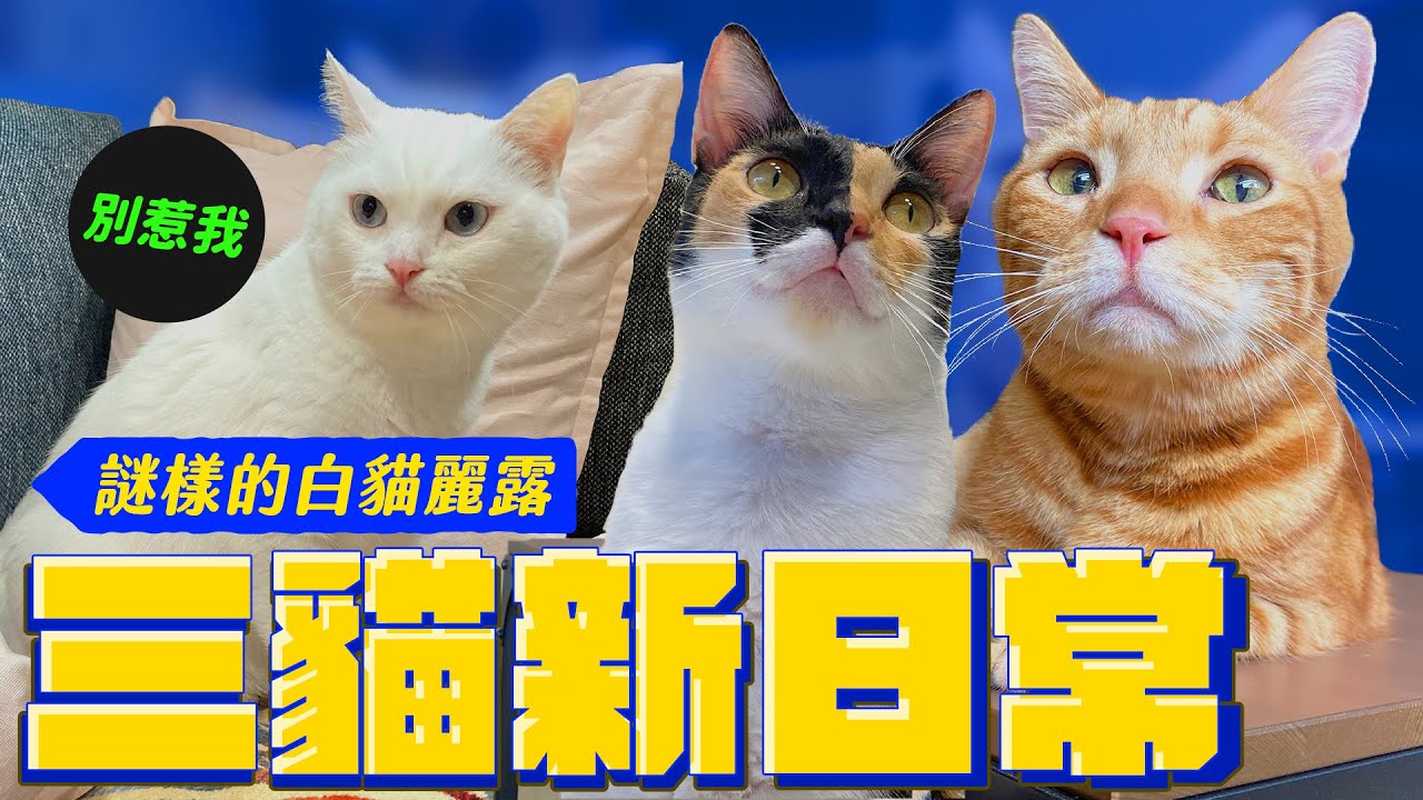 反差萌貓咪 新室友的謎樣怪奇日常 ｜宇宙猫咪🐾