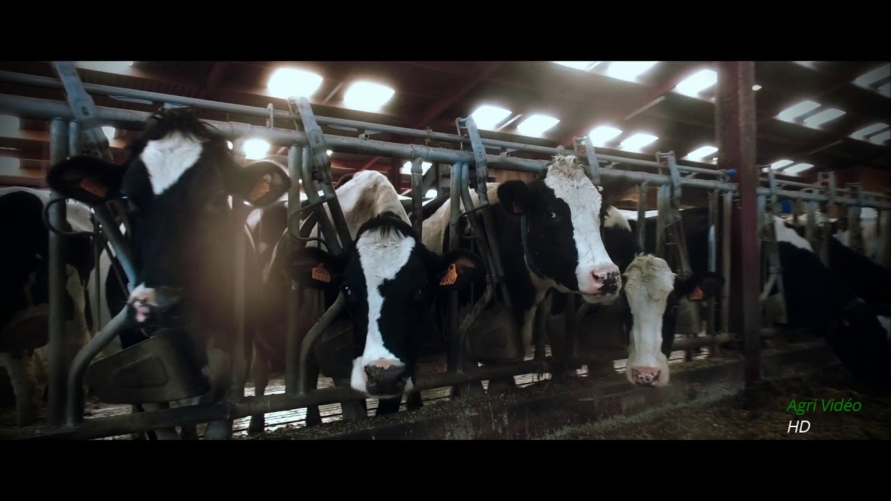 Une Matinée à la Ferme  : Alimentation des Vaches !