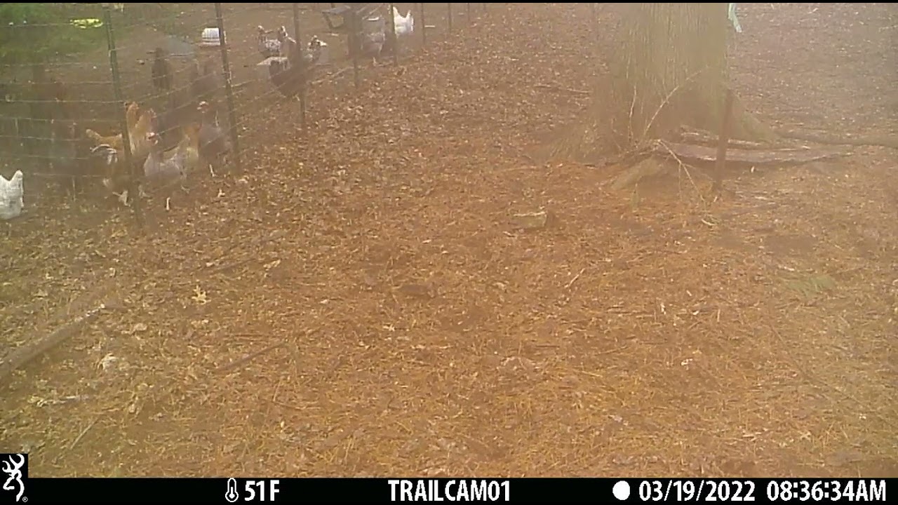 A fox attacks my chickens