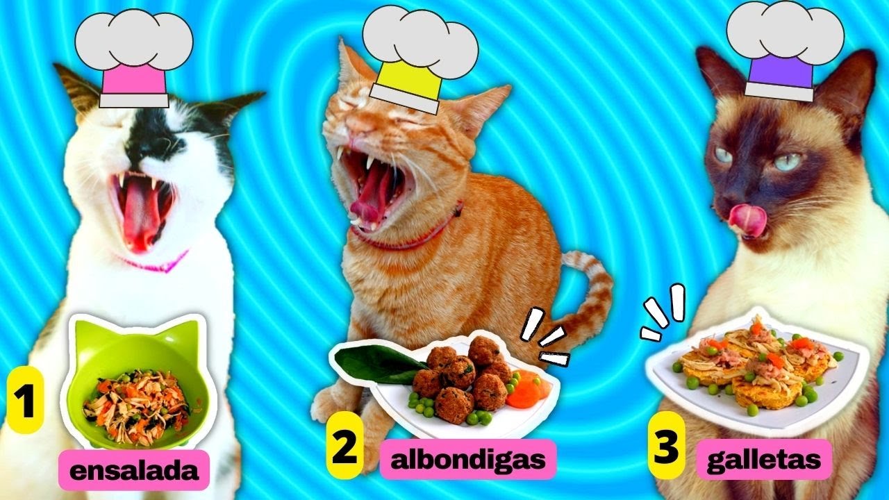 PROBANDO 3 RECETAS para Gatos CON MIS 7 GATOS!! 👩‍🍳🍗🍖🍳😽