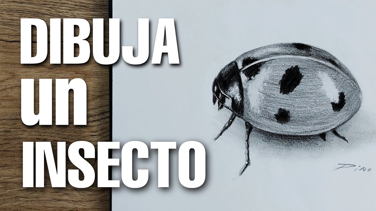 Cómo Dibujar una Vaquita de San Antonio? Paso a paso