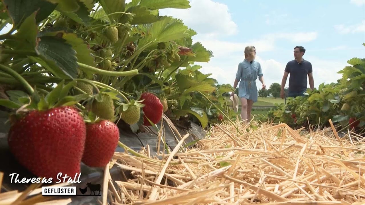 Naschen erlaubt: Erdbeeren sind sexy
