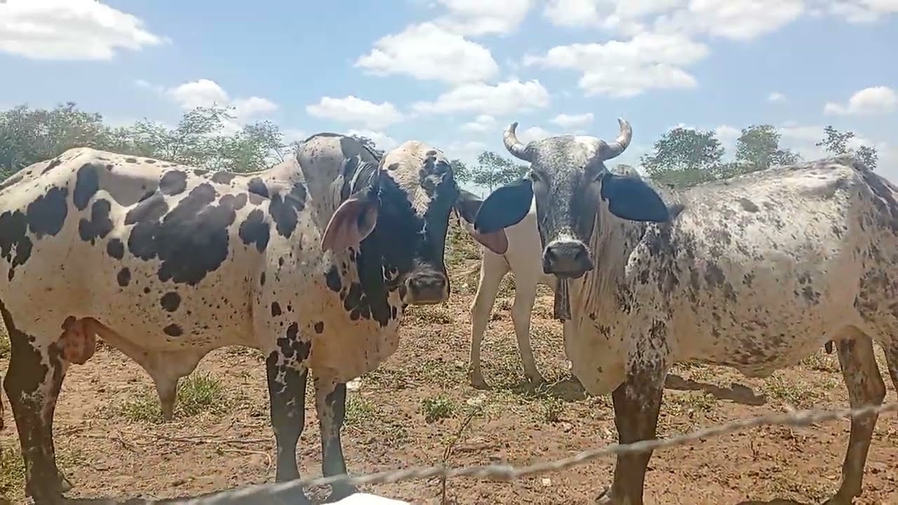 Mais é lindo 