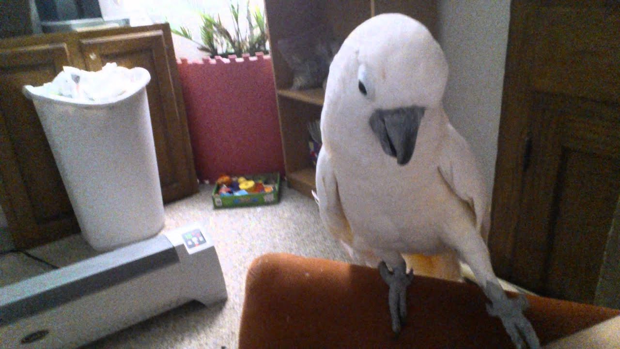 Забавные разговоры с Максом