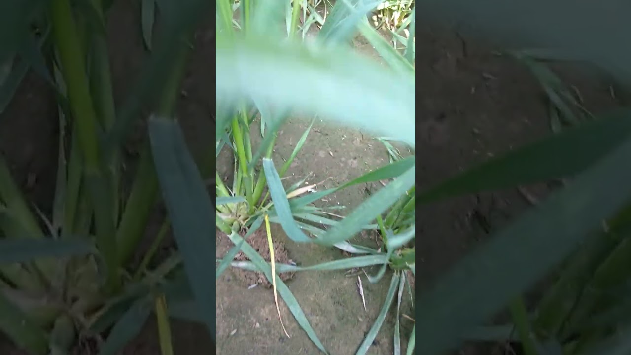 Agriculture #Farming#dairyfarming#Wheat farming 