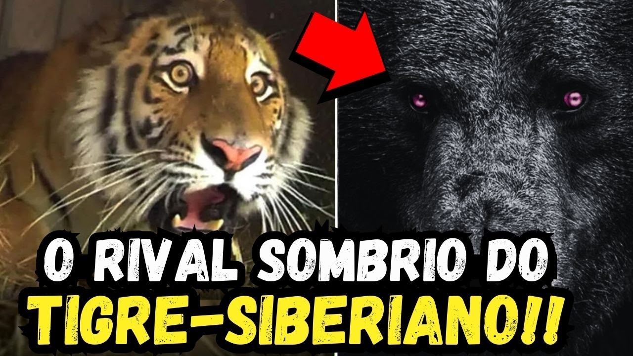 🚨 URGENTE: O Predador NEGRO que CA&Ccedil;A Tigres-Siberianos!!