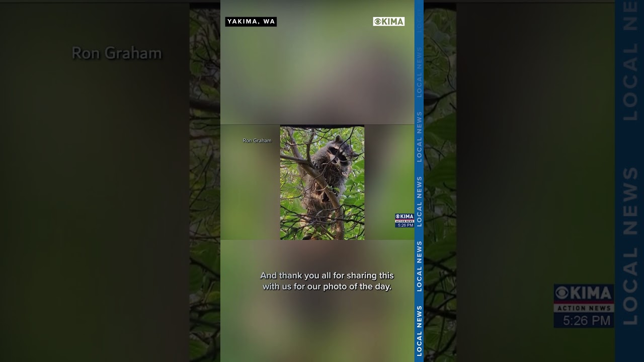 Raccoon in a Tree is our Photo of the Day