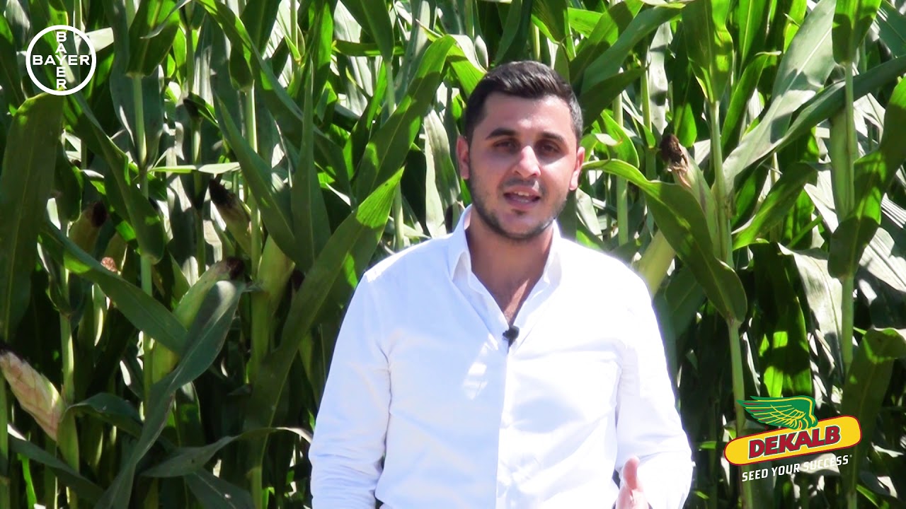 BAYER DEKALB MISIR TOHUMU REKLAM FİLMLERİ