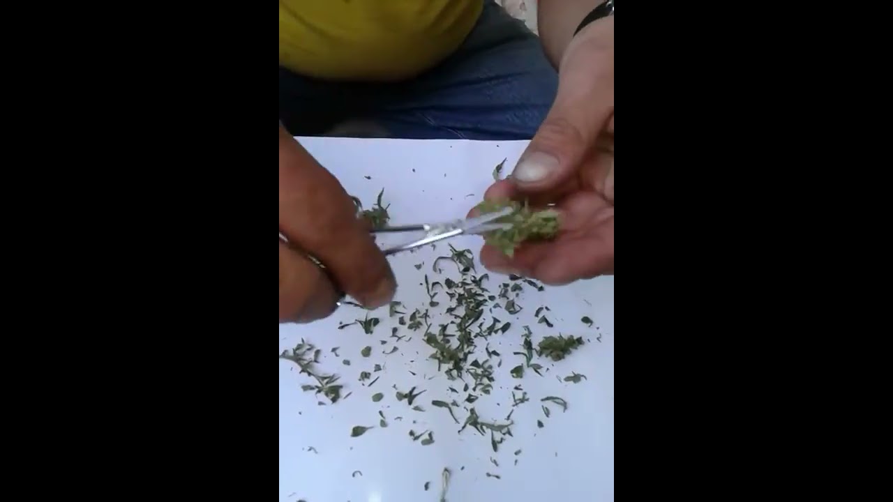 PEOCESO DE MANICURADO